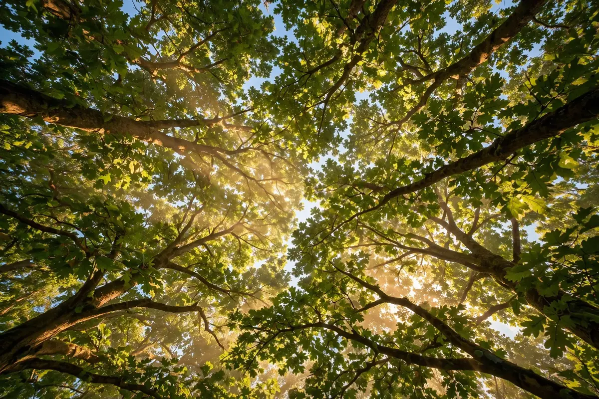 Looking up through a tree canopy into sunlight